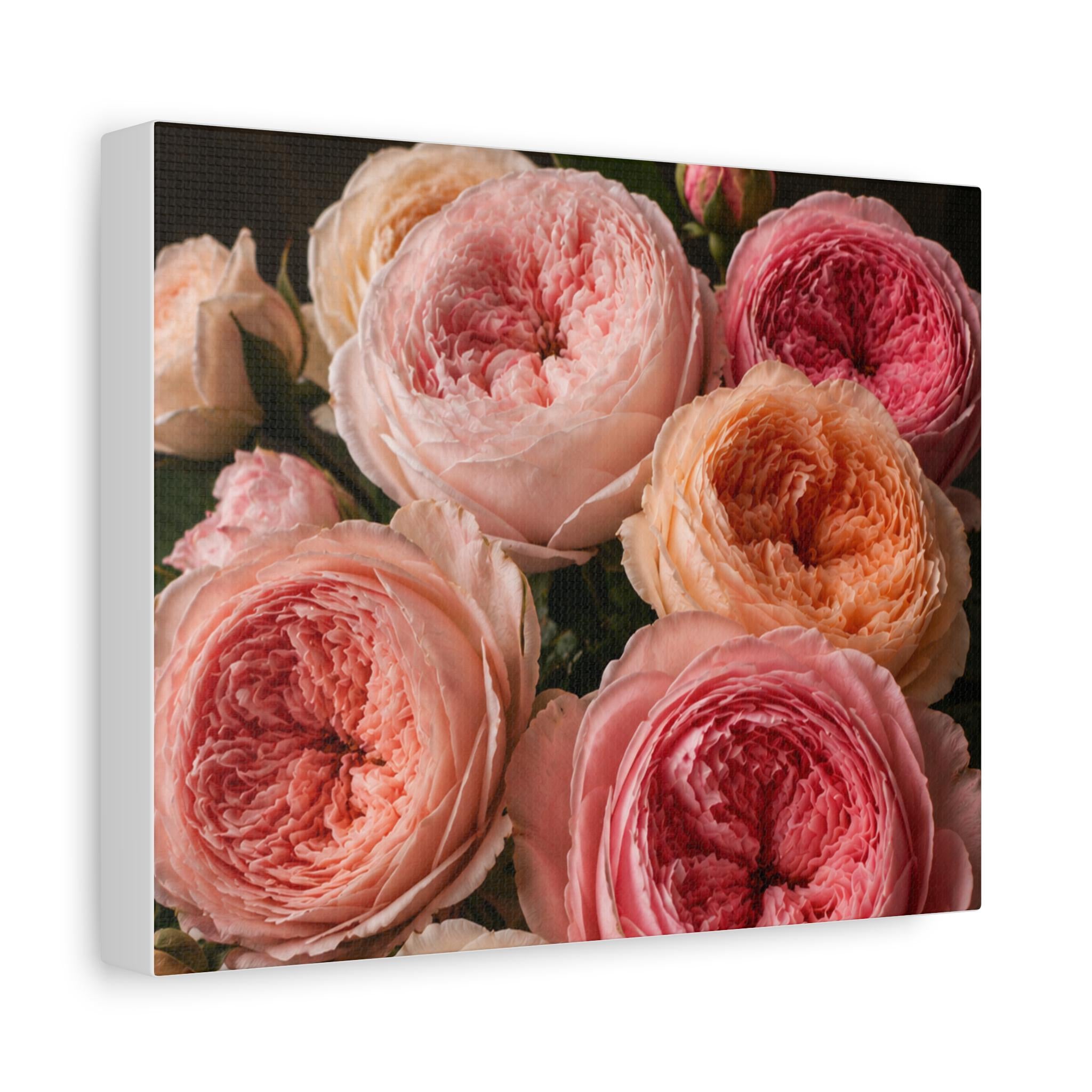 Pink Garden Roses Canvas, Excellent Gift!