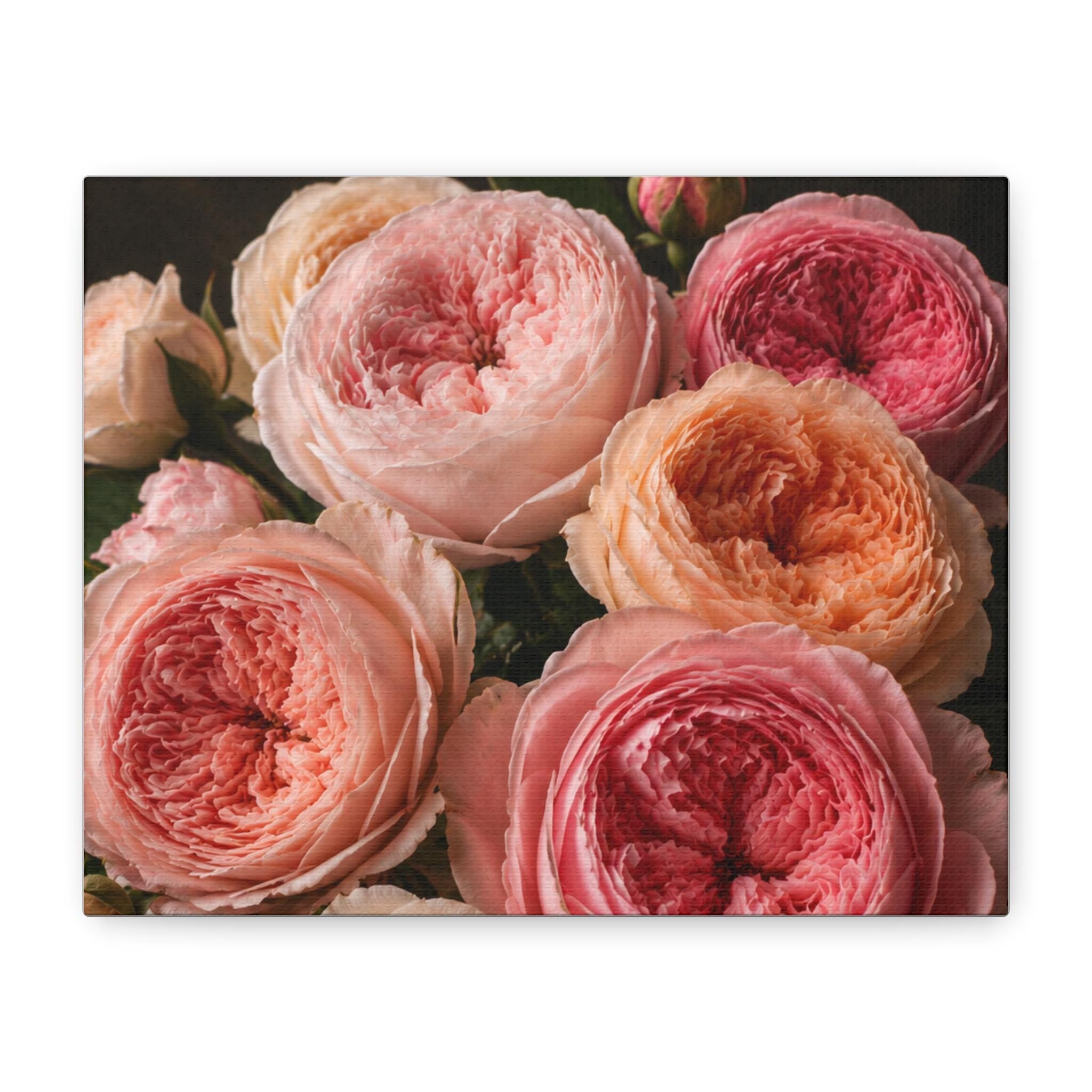 Pink Garden Roses Canvas, Excellent Gift!