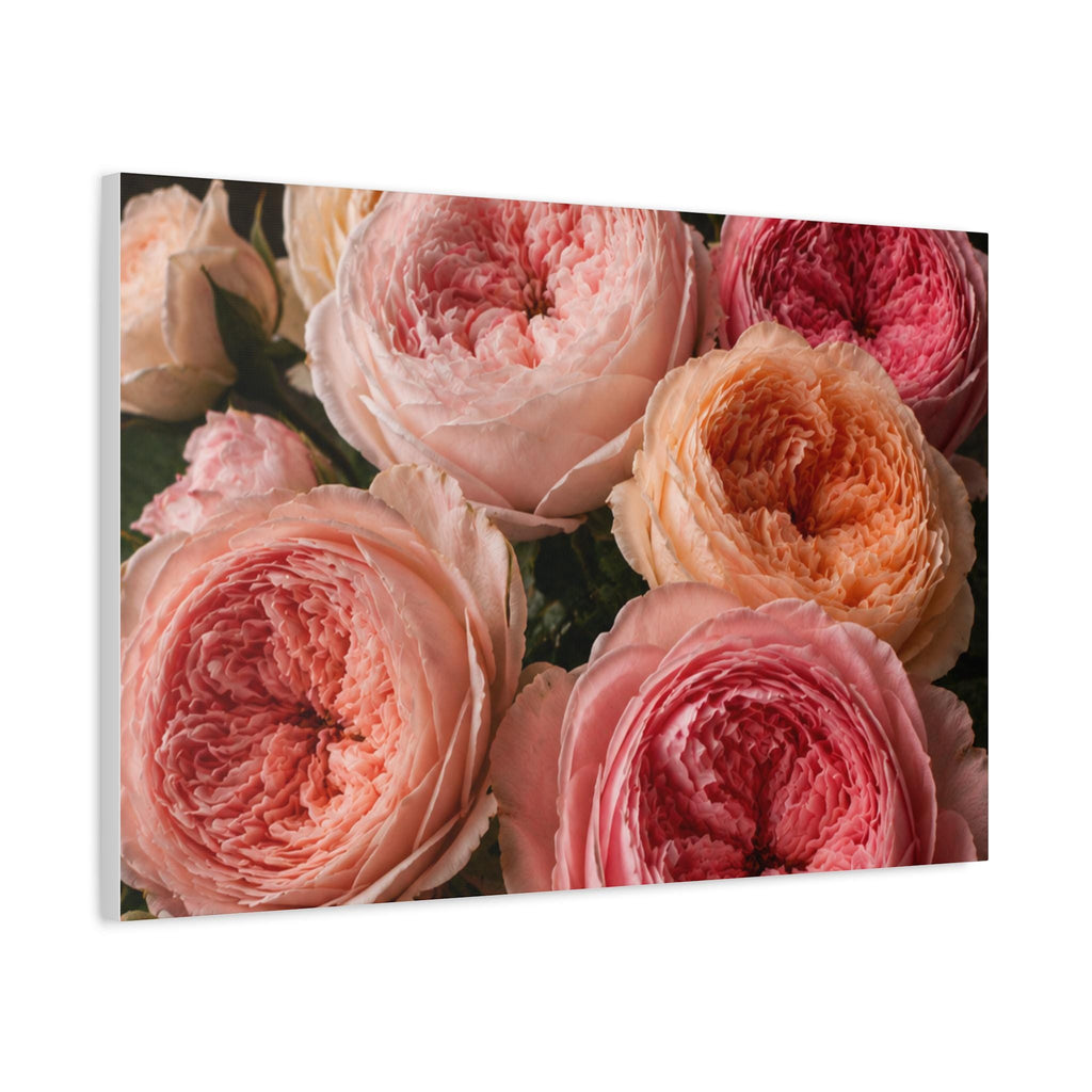 Pink Garden Roses Canvas, Excellent Gift!